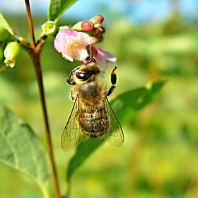 Пчелиный уникален труд,